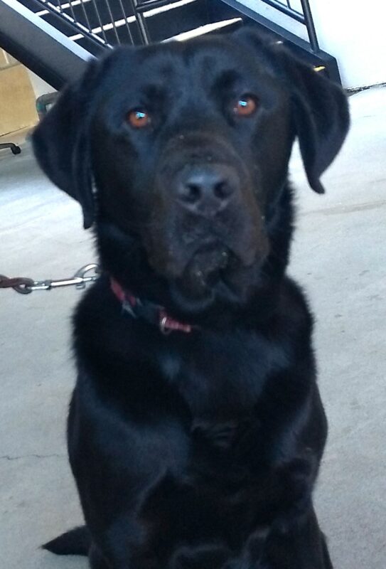 Black lab Blaine sitting in down facing the camera.