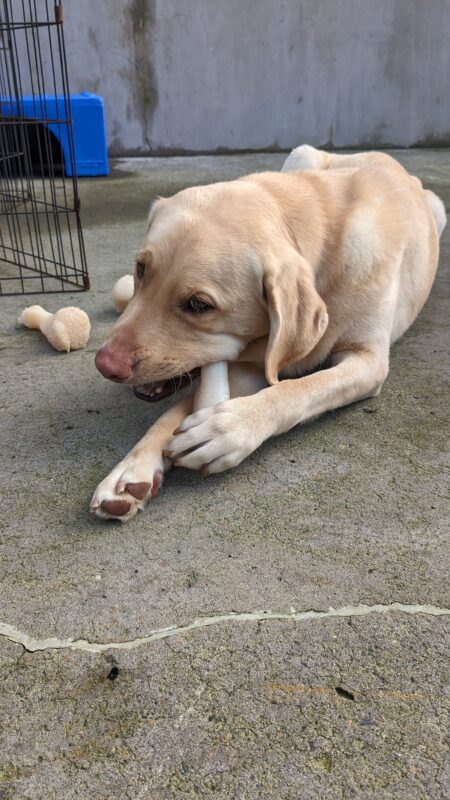 Brian lays in CR with a bone between his paws. He is chewing on the bone but glancing up at the camera. 2 more bones, an x-pen and blue play structure can be seen behind him.
