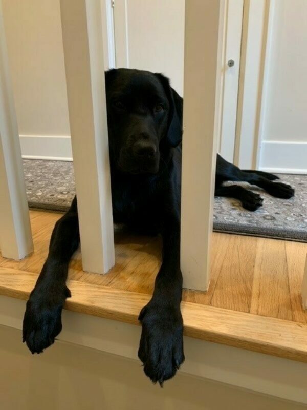 Buffy laying at the top of the stairs peeking between railings.