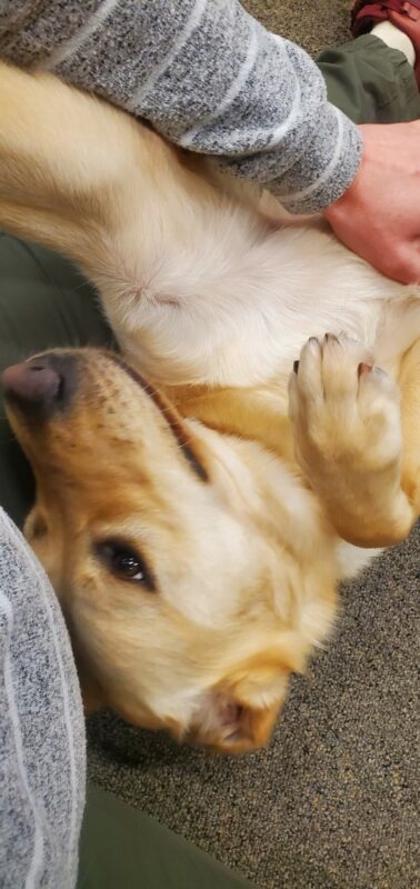 Canyon is laying on his back as he enjoys some cuddle time on the floor with his instructor. The picture shows just the front half of his body and a person's arm massaging him.