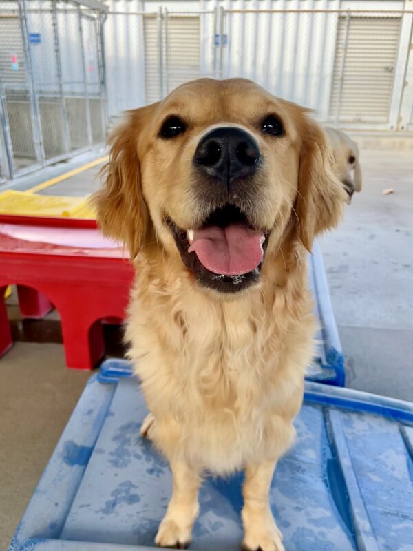Catalina is looking up towards the camera, smiling with her tongue out, as she stands on a blue structure in community run.