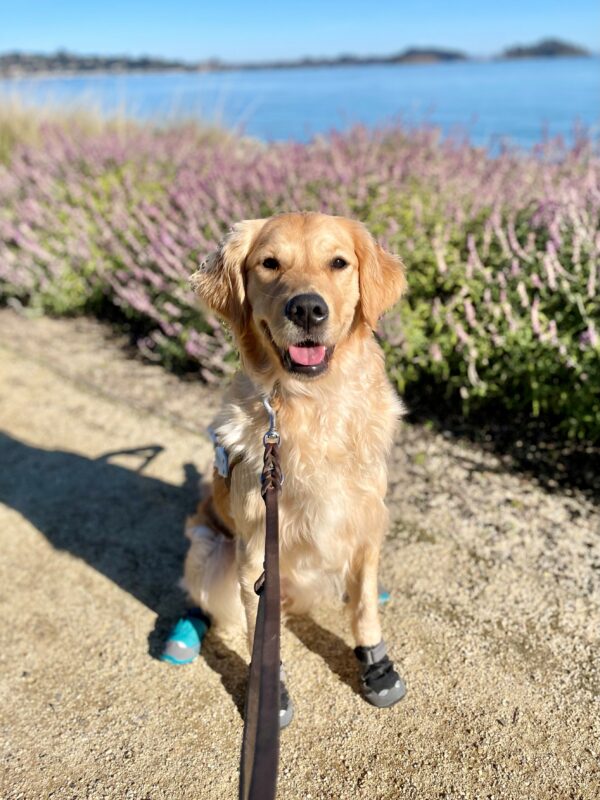 Catalina is smiling at the camera as she sits in harness wearing booties on all four paws. She is on the side of a gravel path with purple flowers and the ocean blurred behind her.