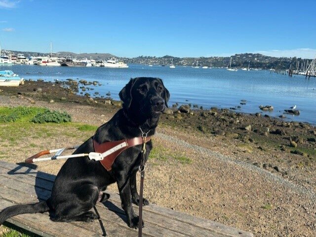 Chance sits on a wooden bench in harness. Behind him is the bay in Sausalito, there are boats and a beach visible behind him.