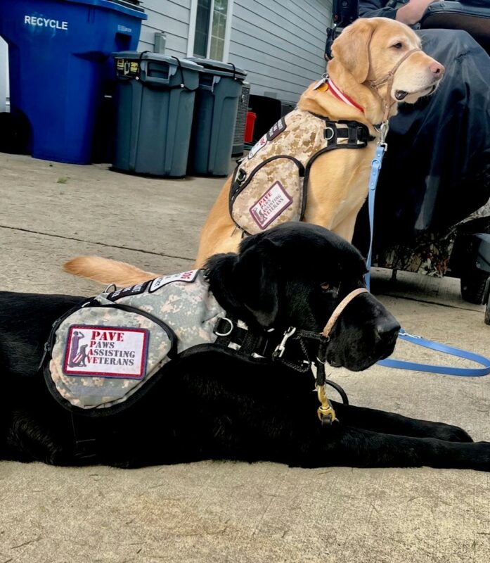 Black Lab Chandler laying down, wearing his service vest with another service dog in the background.