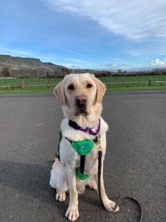 Yellow Lab Cliff in his green service vest sitting nicely for a portrait style photo.