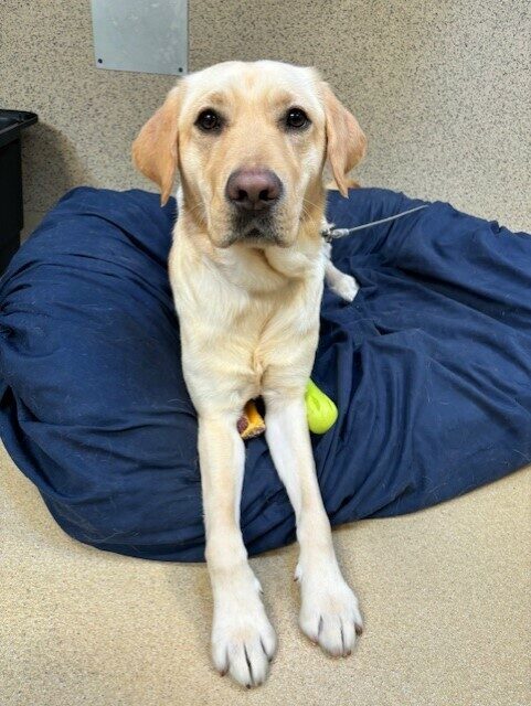 Denise lays on a blue bed. She has a few toys under he front legs. She is looking directly at the camera with anticipation!
