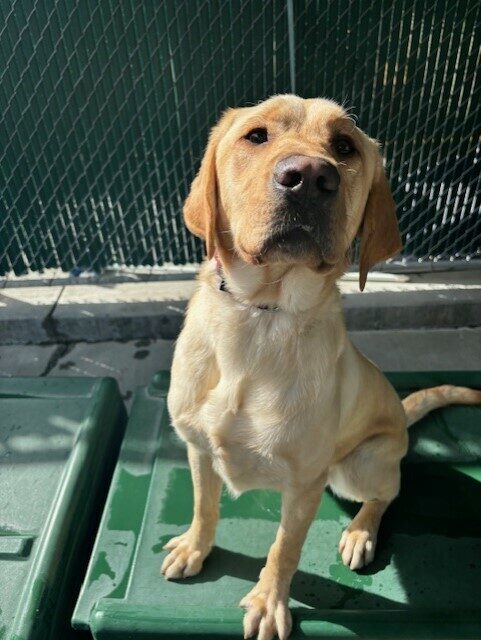 Desmond sits on a piece of green play furniture in the community run play area. He is looking at the camera.