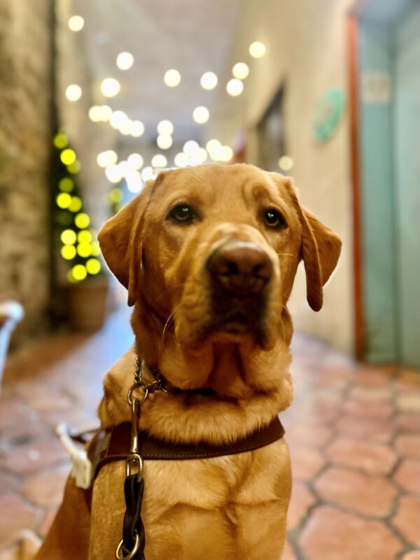 Devo is pictured sitting in harness. He looks to be sitting in an alleyway with shops and twinkle lights blurred behind him.