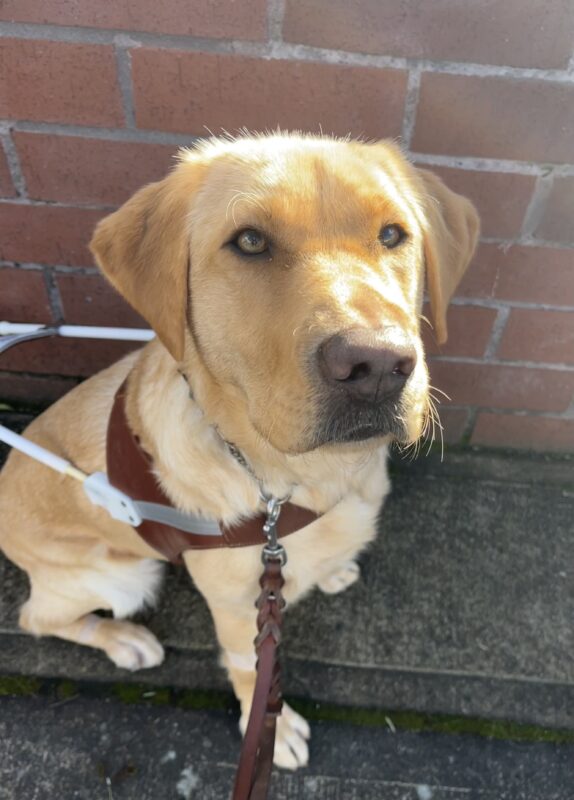Dominica sits on a sidewalk in front of a red brick wall while wearing her brown leather harness and looking up into the camera with the sun shining down on her.