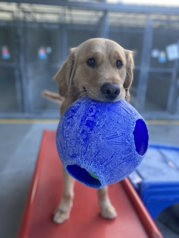 Donut stands on a red play structure while holding a blue Jolly Ball in his mouth.