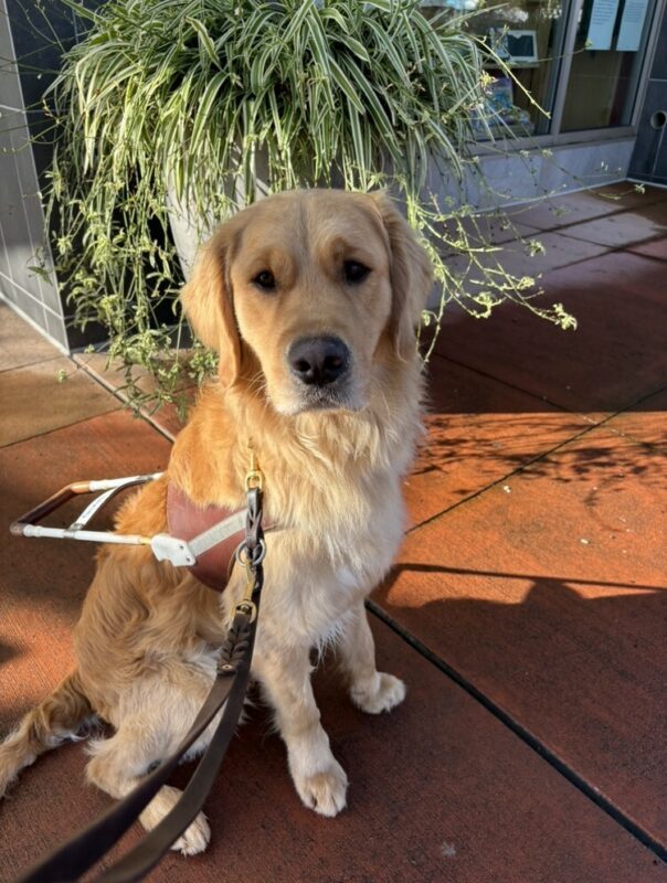 Donut sits perfectly poised in harness with a flourishing spider plant in the background.