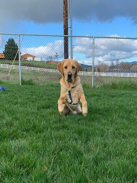 Yellow Lab Dorothy caught in the middle of a run. Dorothy is in a grass yard with a fence behind her and blue skies and clouds above her.