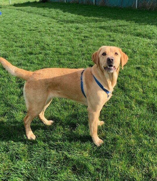 Yellow lab Dorothy smiles at the camera while standing in a green field of grass and wearing a blue harness.