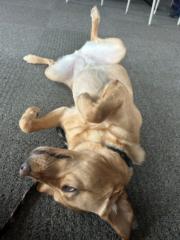 Dublin rolls around on her back on a carpeted floor with her legs in the air.
