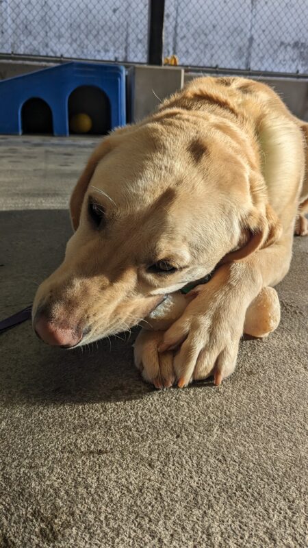 A close up of Eldon chewing on a Nylabone in community run on the Oregon campus. He is lying on the ground and holding the Nylabone with his front paws while he chews on it.