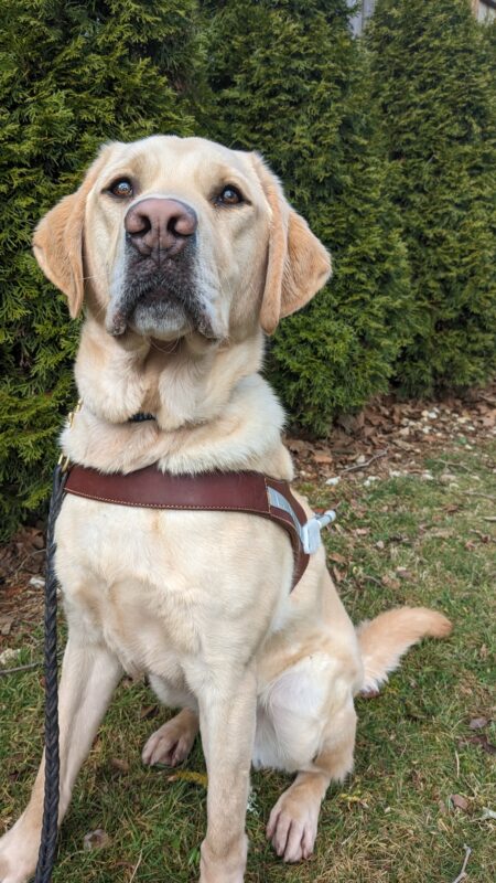 Eldon sits facing the camera while wearing a guide dog harness. In the background is green grass and shrubs.