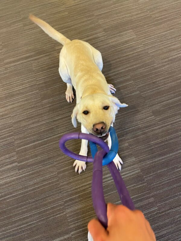 Empress is looking up at the camera from the down position as she plays tug with a blue and purple 3-ring tug toy. Her ears are back, and her tail looks to be in motion.