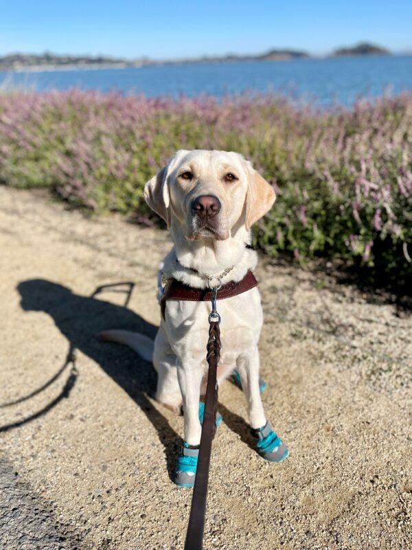 Empress is looking towards the camera as she sits in harness wearing booties on all four paws. She is on the side of a gravel path with purple flowers and the ocean blurred behind her.