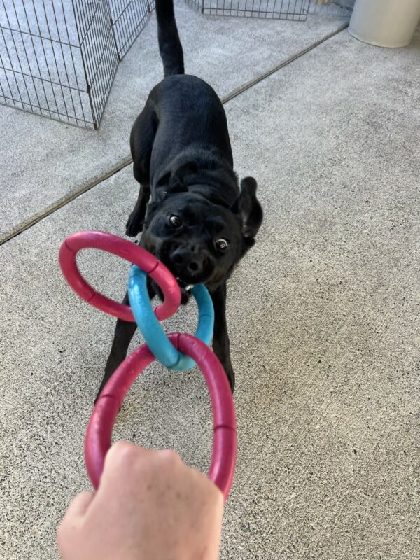 Enola plays tug with a pink and blue colored 3-ring tug toy. Both of her ears are in the air and the whites of her eyes are showing as she excitedly plays tug with her handler.