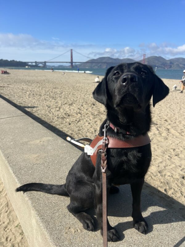 Enola sits in harness at the beach while staring directly into the camera. The bay and Golden Gate Bridge are in the background.