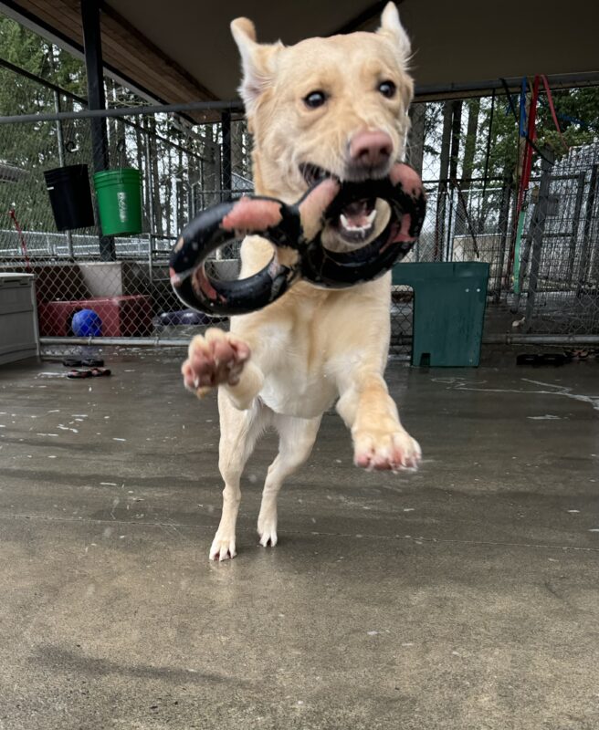 Yellow lab, Fendi, leaps towards the camera with a rubber tug-toy in her mouth. Her ears are flapping through the wind.