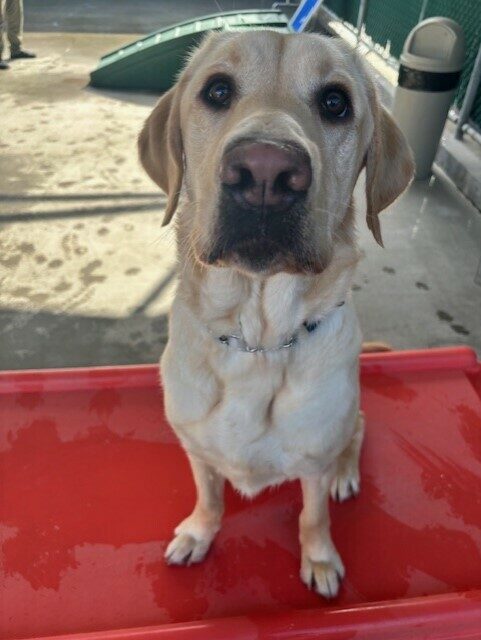Fenway sits on a large red bench/play furniture in community run on GDB campus.