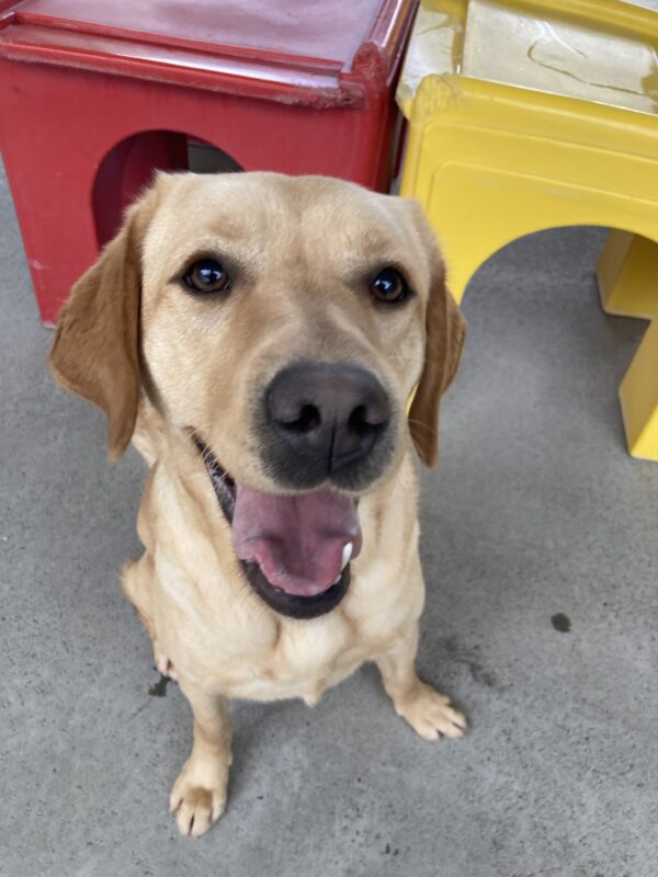 Fontaine is grinning happily up at the camera with a yellow and red play structure behind her.