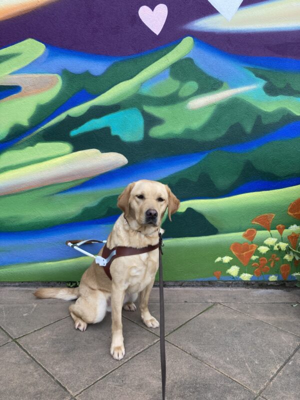 Fontaine is sitting in front of a blue and green scenery mural with hearts in the sky. She is wearing her harness and looking into the camera.