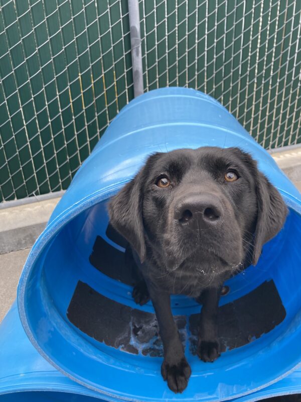 Francesca peaks out of a blue tunnel, right into the camera.