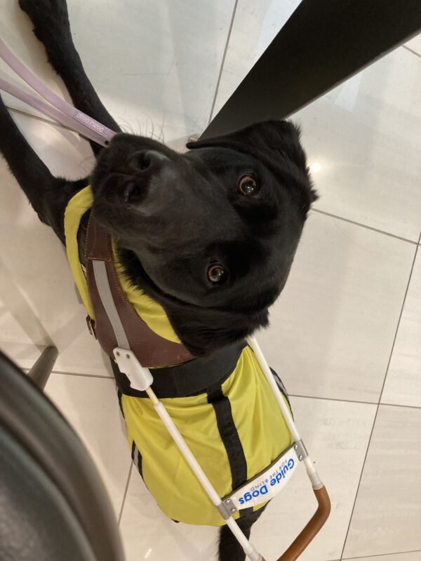 Francesca is laying at her handlers feet. Looking up at the camera while wearing a yellow raincoat and her guide harness.