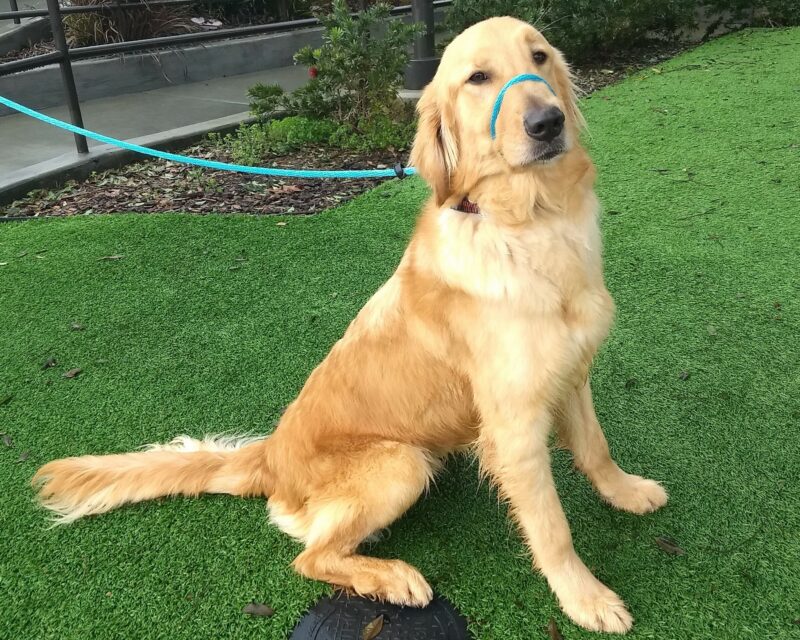 Golden colored Fresno is sitting in profile on a grassy area wearing a blue leader. He has his head facing the camera.
