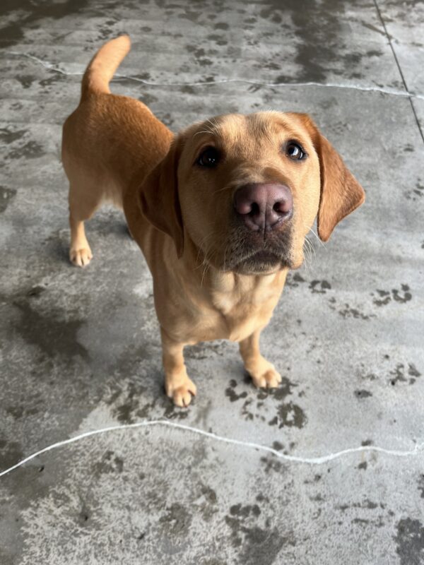 Gaelic stands in the play yard, wagging her tail and looking up into the camera.