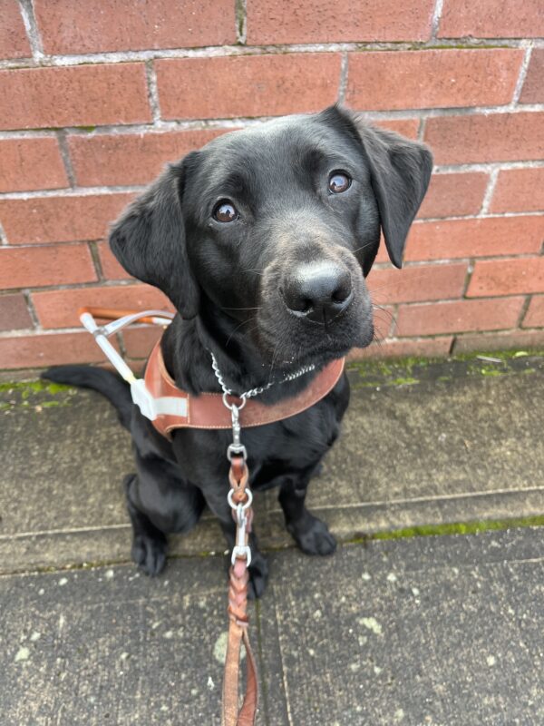 Gondola sits on a sidewalk in front of a red brick wall. She is looking up into the camera with big, curious, puppy eyes while wearing her brown leather harness.