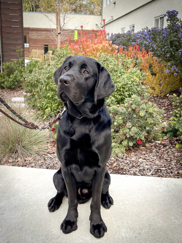 Grande sits on a path in the kennel courtyard, looking off to the side curiously
