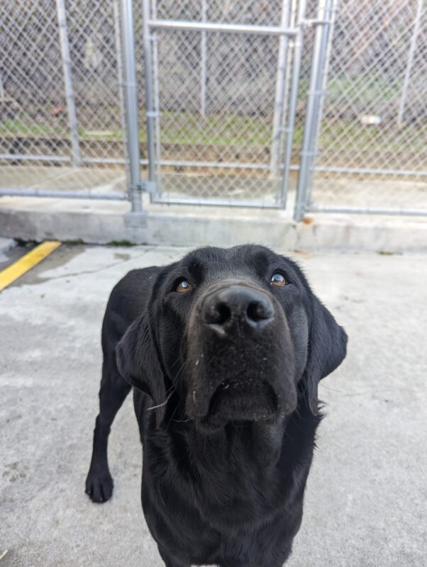 <p>Herschel stands in community run looking up at the camera with a serious look on his face awaiting kibble.</p>