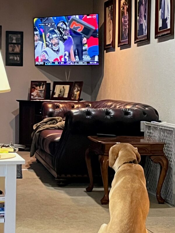 Yellow Lab Honesty in a living room setting, watching a football game on TV.