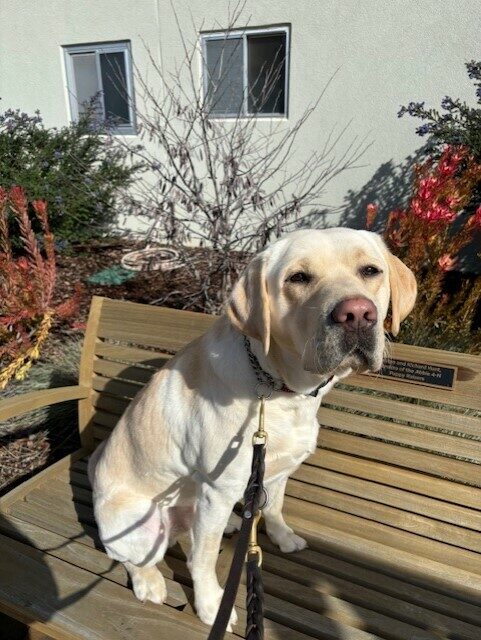 Houdini sits on a wooden bench. There are various plants and a building visible behind him. He is squinting his eyes in the sunlight.