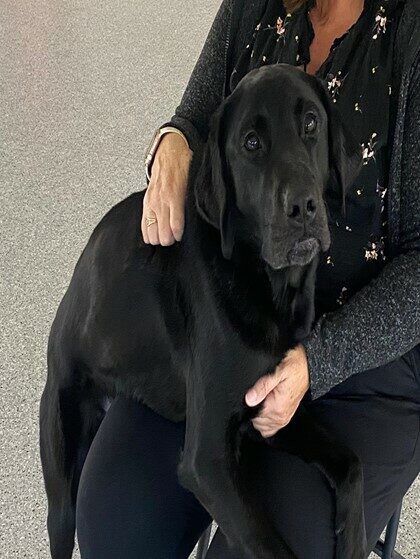 Black Lab Houston laying in someone's lap.