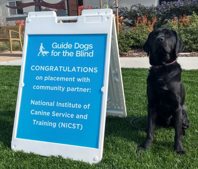 Black Lab Hughes sitting next to a blue poster from GDB celebrating his acceptance into the NICST program.