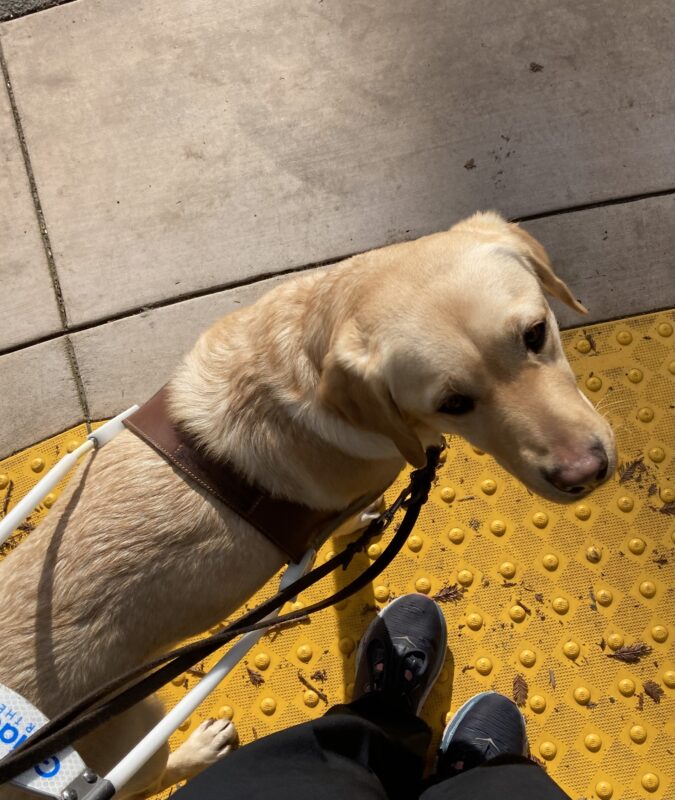 <p>Barbara looks at the camera and stands in harness at a curb edge. The point of view is from above, Barbara looks toward the handler as she stands on yellow tactile domes.</p>