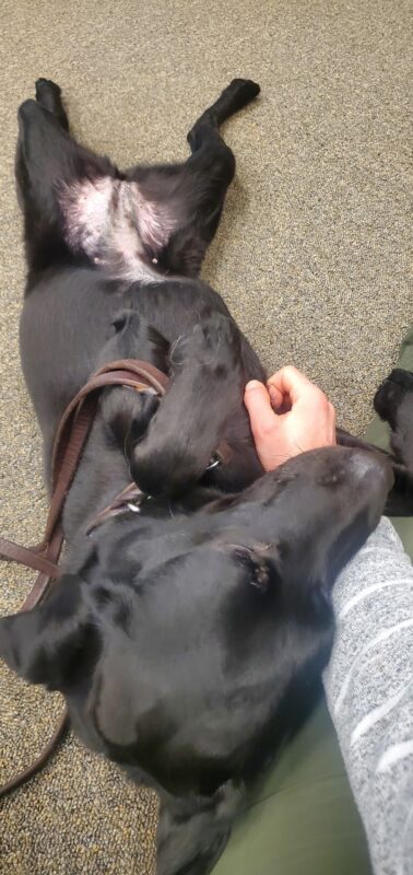 Jan is laying on her back on the floor getting some snuggle time in with her instructor.