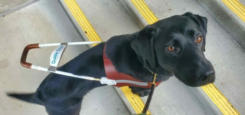 Jan is wagging her tail as she stands looking up at the camera. She is wearing her harness and her front feet are placed on the first step of a flight of stairs, 