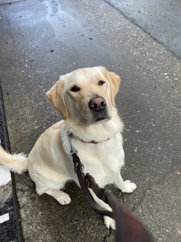 <p>Janice, a female yellow labrador/golden retriever cross, squints to catch a glimpse of the sun in between rain showers.  She is sitting in the GDB driveway with puddles all around her.</p>