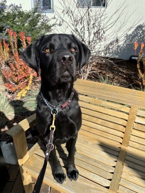 Jerry sits up straight on a wooden bench. There is foliage and a building visible behind him.