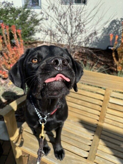 BLOOPER!! Jerry finishes eating his tasty treat. He is sitting on the wooden bench with his tongue sticking out. The picture caught him mid-bite.