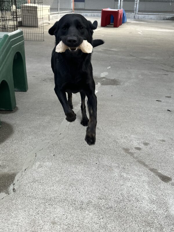 <p>Joshua is mid stride running towards the camera with a bone in his mouth. Both his front paws are off the ground and ears are pinned back with a happy look on his face.</p>