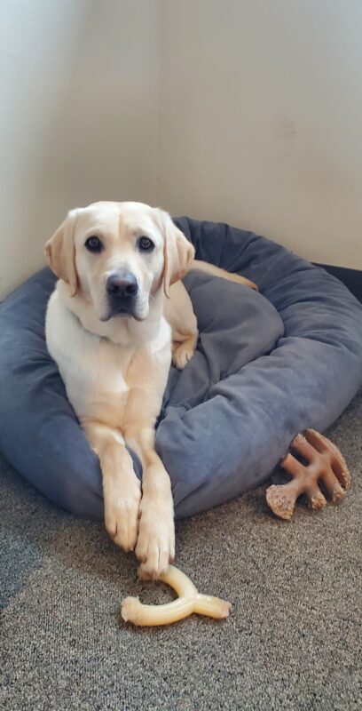 Katara is laying down on a fluffy grey dog bed. She is hanging her front paws daintily over the edge of the bed, and has two chew toys on the floor next to her.