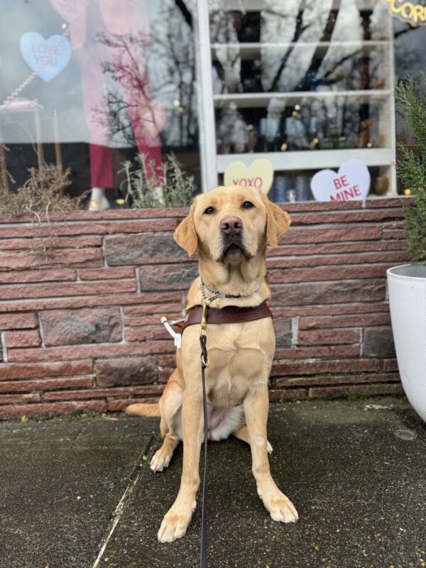 Yellow lab, Kayla, sits in front of a store with Valentine's conversation hearts. She is looking into the camera sweetly while wearing her harness.