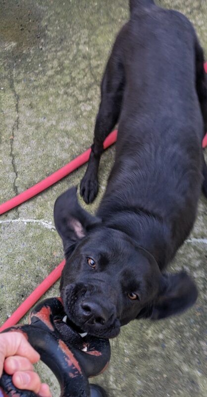 Kestrel is in CR playing tug of war. She is holding on one end of a red and black figure eight toy. Her handler's hand can be seen in the corner holding on the other end. Kestrel's ears are flying back as she tugs. Below her you can see a red hose.