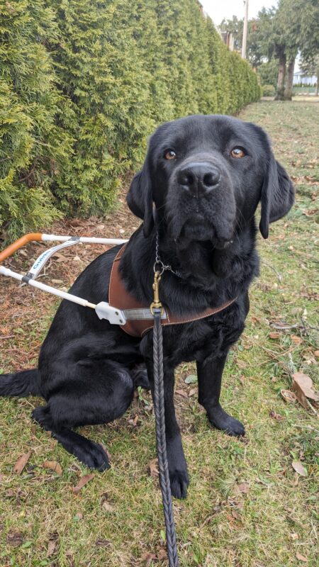 Black lab Kestrel sits in her harness on the grass. Behind her to the left is a line of trees and to the right a park stretches out.